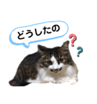 ととたま（個別スタンプ：6）
