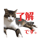 ととたま（個別スタンプ：9）