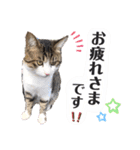 ととたま（個別スタンプ：11）