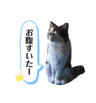 ととたま（個別スタンプ：12）