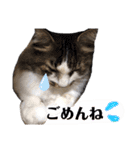 ととたま（個別スタンプ：16）
