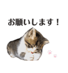 ととたま（個別スタンプ：18）
