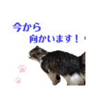 ととたま（個別スタンプ：25）