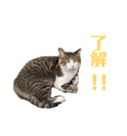 ととたま（個別スタンプ：27）