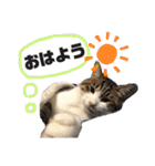 ととたま（個別スタンプ：32）
