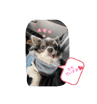 うちの可愛い子たち( *^艸^)（個別スタンプ：6）