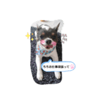 うちの可愛い子たち( *^艸^)（個別スタンプ：7）