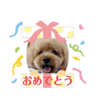 トイプーの日常使えるスタンプ（個別スタンプ：4）