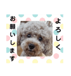 トイプーの日常使えるスタンプ（個別スタンプ：13）