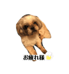 シーズー いろいろ（個別スタンプ：2）