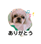 シーズー いろいろ（個別スタンプ：4）