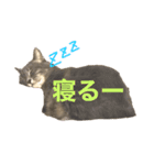 イシイのニャーさん2（個別スタンプ：2）