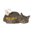 イシイのニャーさん2（個別スタンプ：9）