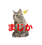 イシイのニャーさん2（個別スタンプ：12）