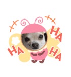 ぽみちゃんチワワ（個別スタンプ：3）