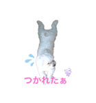 トイプードルとマルチーズ（個別スタンプ：4）