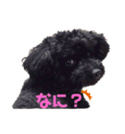 トイプードルとマルチーズ（個別スタンプ：9）