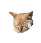 mocchiis_family（個別スタンプ：2）