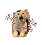 mocchiis_family（個別スタンプ：3）