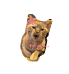 mocchiis_family（個別スタンプ：4）