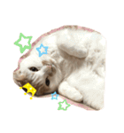 mocchiis_family（個別スタンプ：5）