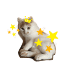 mocchiis_family（個別スタンプ：8）