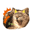mocchiis_family（個別スタンプ：14）