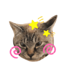 mocchiis_family（個別スタンプ：15）