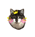 mocchiis_family（個別スタンプ：18）