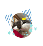 mocchiis_family（個別スタンプ：19）