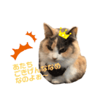 mocchiis_family（個別スタンプ：22）