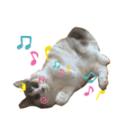 mocchiis_family（個別スタンプ：24）