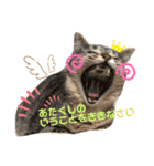 mocchiis_family（個別スタンプ：28）