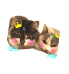 mocchiis_family（個別スタンプ：29）