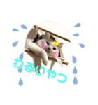 mocchiis_family（個別スタンプ：31）