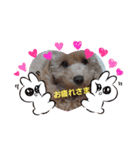 トイプーPoohPooh（個別スタンプ：3）