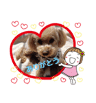 トイプーPoohPooh（個別スタンプ：6）