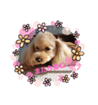 トイプーPoohPooh（個別スタンプ：8）