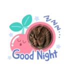 うちの(*ΦωΦ*)スタンプ（個別スタンプ：1）