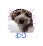 ラム＆くうの基本挨拶2（個別スタンプ：16）