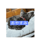 わんちゃんちゃんわん（個別スタンプ：1）