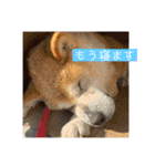 わんちゃんちゃんわん（個別スタンプ：2）