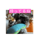 わんちゃんちゃんわん（個別スタンプ：3）