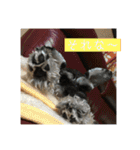 わんちゃんちゃんわん（個別スタンプ：5）