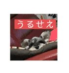 わんちゃんちゃんわん（個別スタンプ：6）