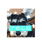 わんちゃんちゃんわん（個別スタンプ：7）