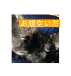 わんちゃんちゃんわん（個別スタンプ：8）