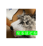 わんちゃんちゃんわん（個別スタンプ：13）