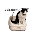 うちの猫が…（個別スタンプ：1）