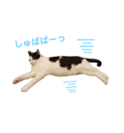 うちの猫が…（個別スタンプ：2）